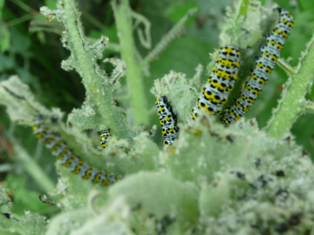 Iphiclides podalirius